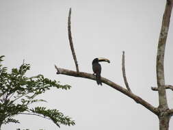 Imagem de Pteroglossus aracari (Linnaeus 1758)