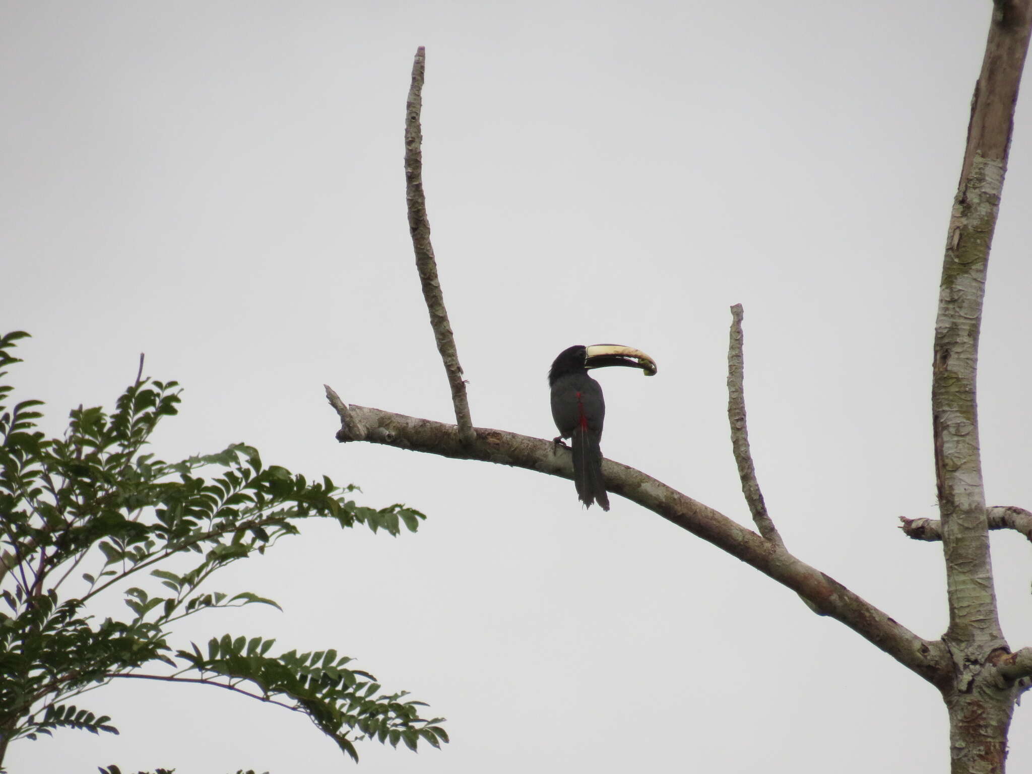 Image of Black-necked Aracari