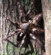 Image of Ivory Ornamental Tarantula