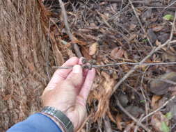 Image of Eucalyptus globoidea Blakely