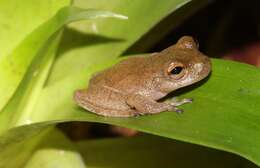 Image of Bromeliohyla Faivovich, Haddad, Garcia, Frost, Campbell & Wheeler 2005