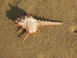Image of rare spined murex