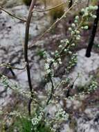 Image of Georgia beargrass