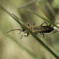 Слика од Podabrus cavicollis