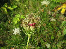 Image of Kiefferia pericarpiicola (Bremi 1847)