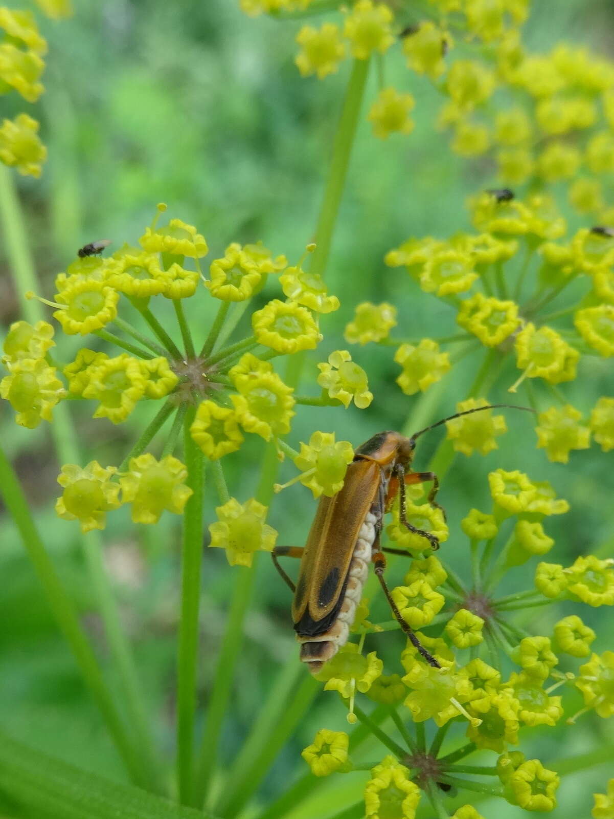 Image of Margined Leatherwing