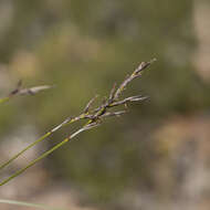 Image of Lepidosperma semiteres Boeckeler