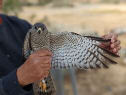 Image of Levant Sparrowhawk