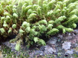 Image of aquatic racomitrium moss