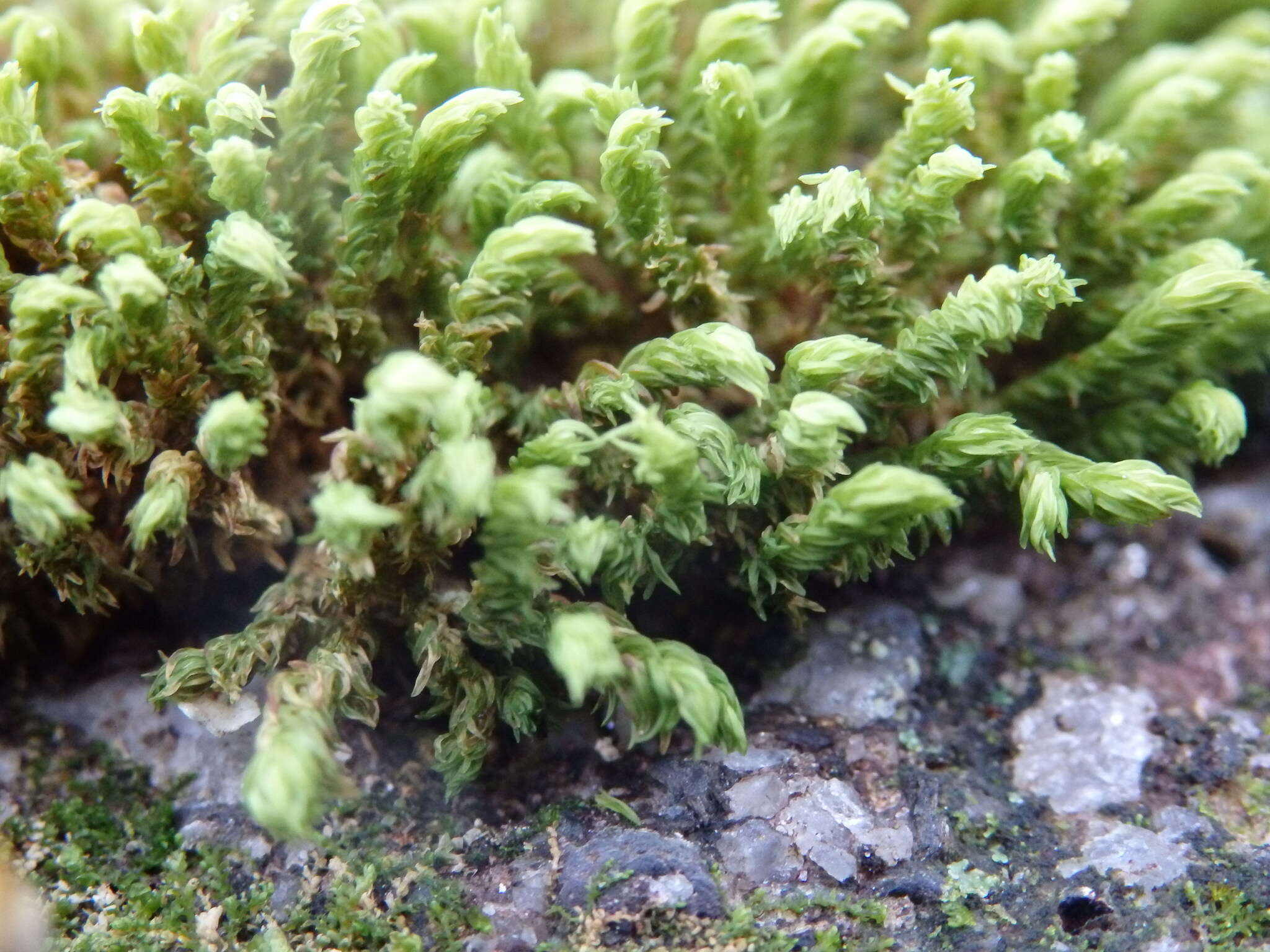 Image of aquatic racomitrium moss