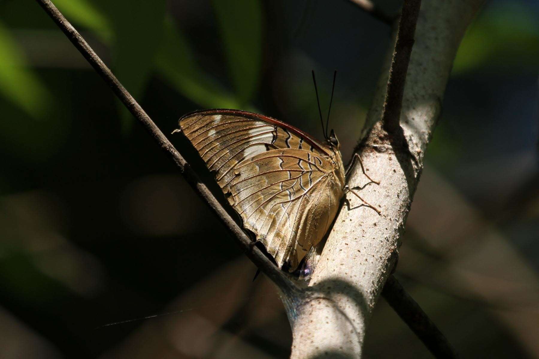 Imagem de Charaxes cithaeron Felder 1859