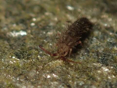 Image of Orchesella villosa (von Linné & C 1767)