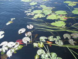 Image of Leiberg's waterlily