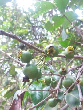 Image of Mouriri guianensis Aubl.