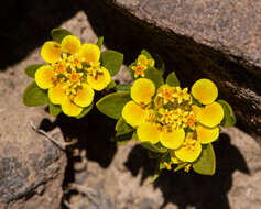 Image of Cruckshanksia pumila Clos