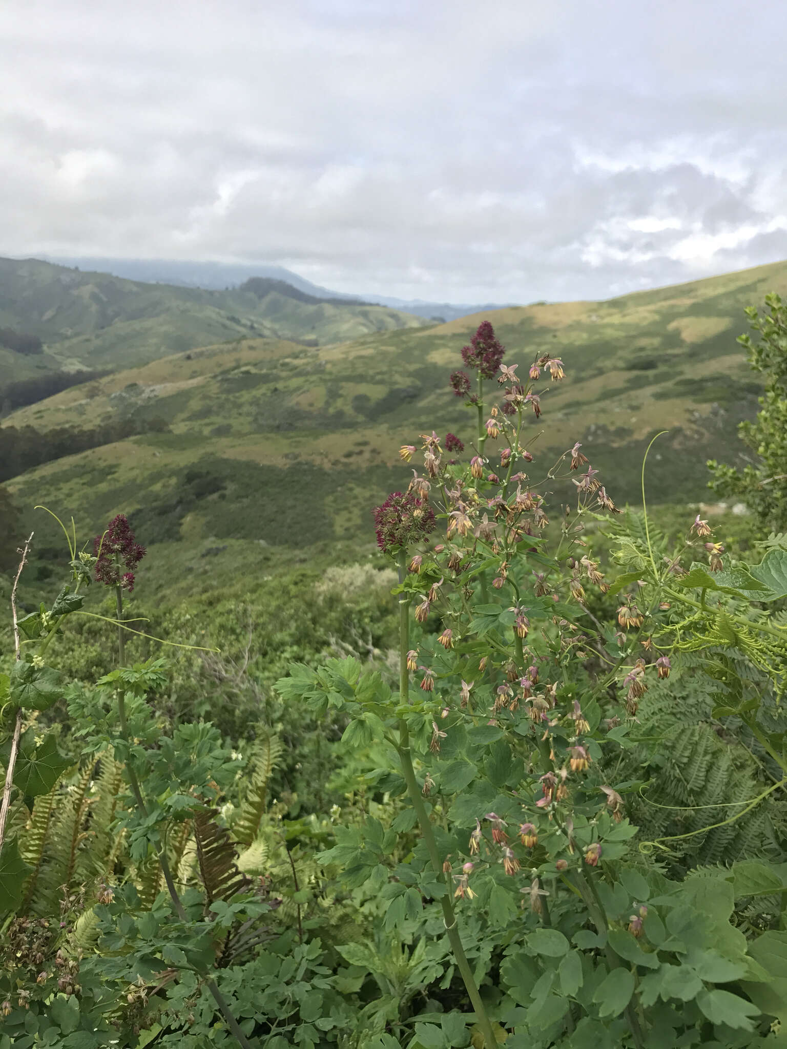 Image of Fendler's meadow-rue