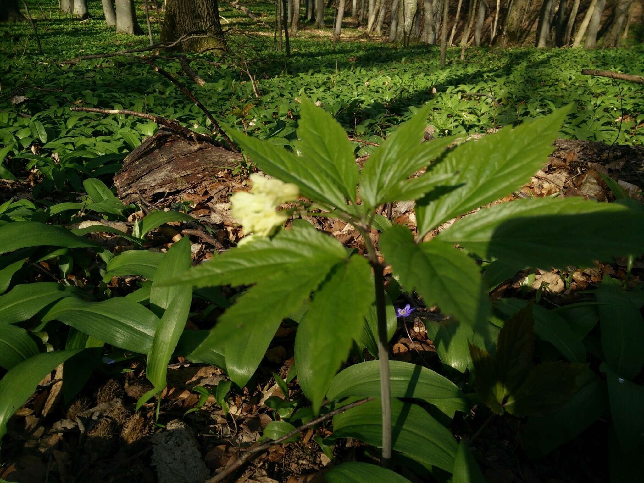 Image of Cardamine enneaphyllos (L.) Crantz