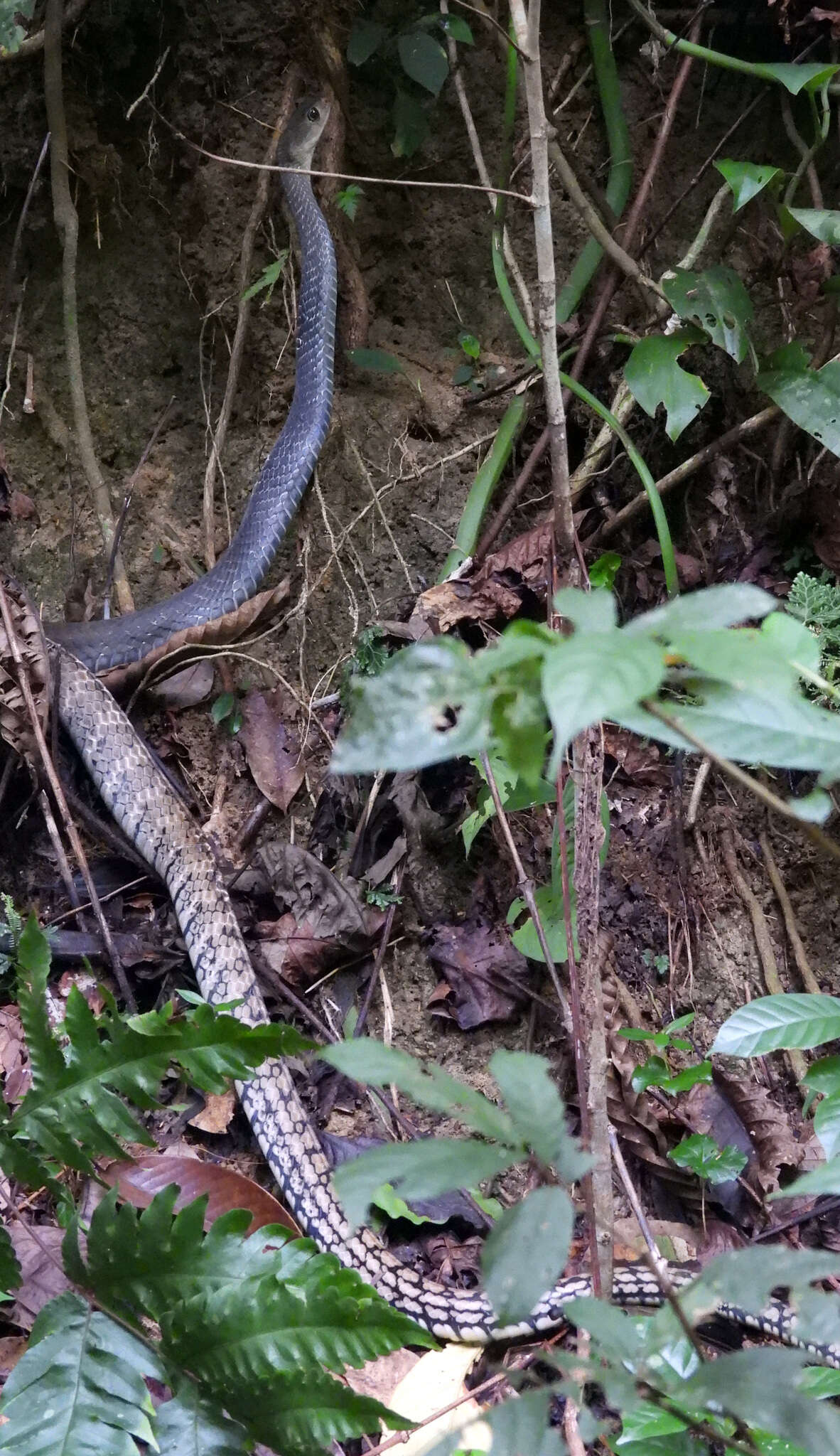 Image of Keeled Rat Snake