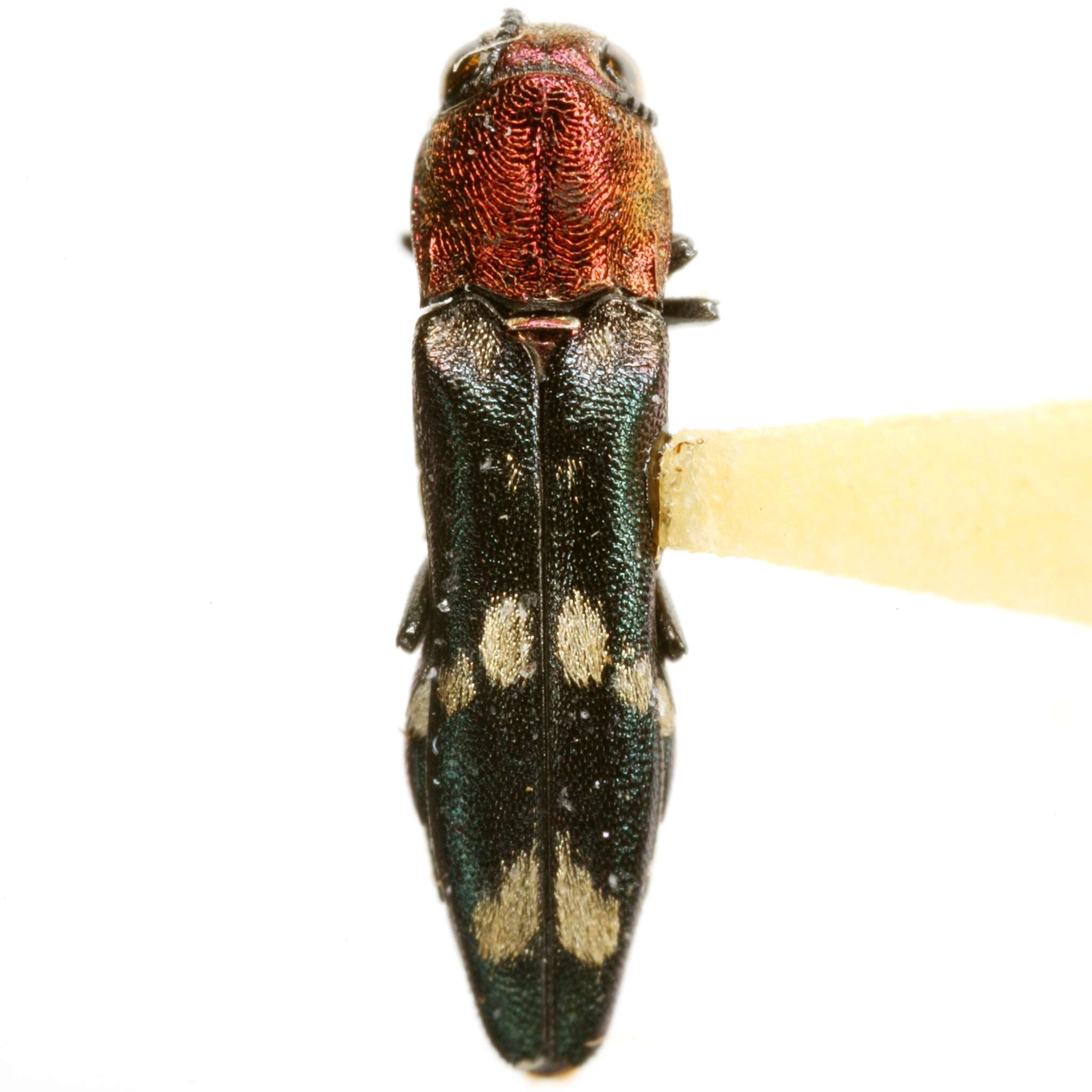 Imagem de Agrilus toxotes Obenberger 1935