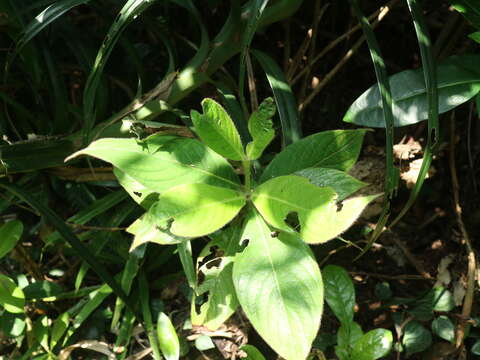 Lasianthus cyanocarpus Jack resmi