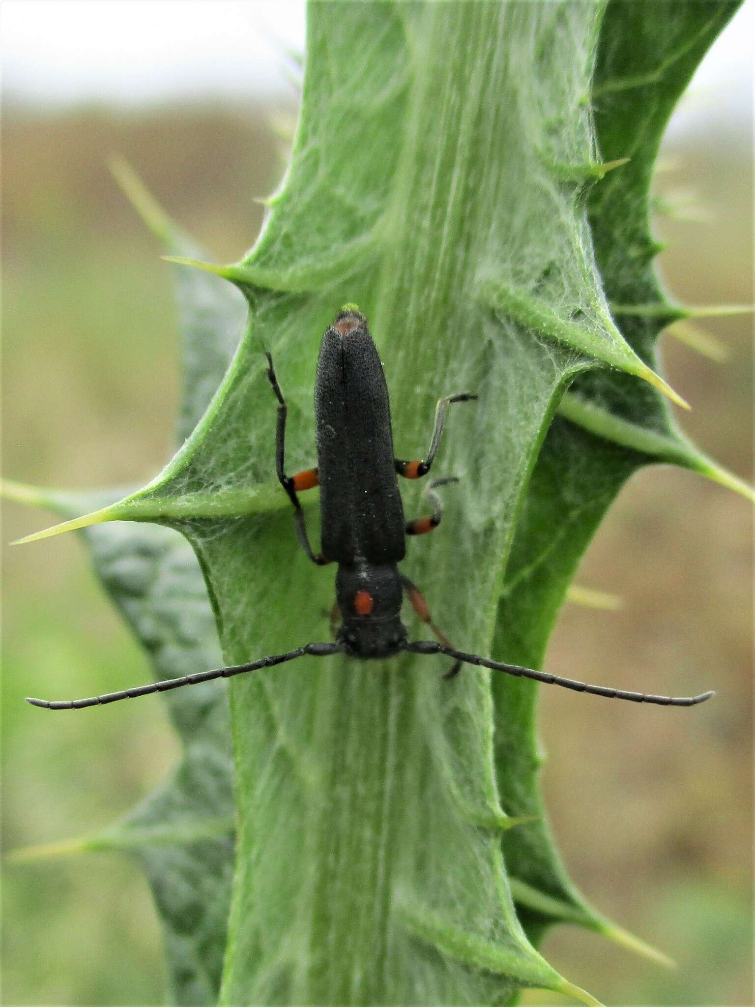 Слика од Phytoecia virgula (Charpentier 1825)