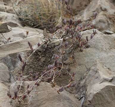 Image of Delosperma