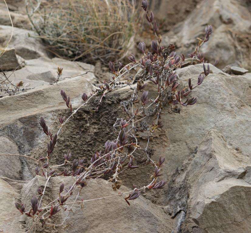 Imagem de Delosperma litorale (Kensit) L. Bol.