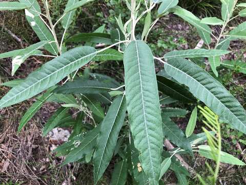 Image of Astrotricha latifolia Benth.