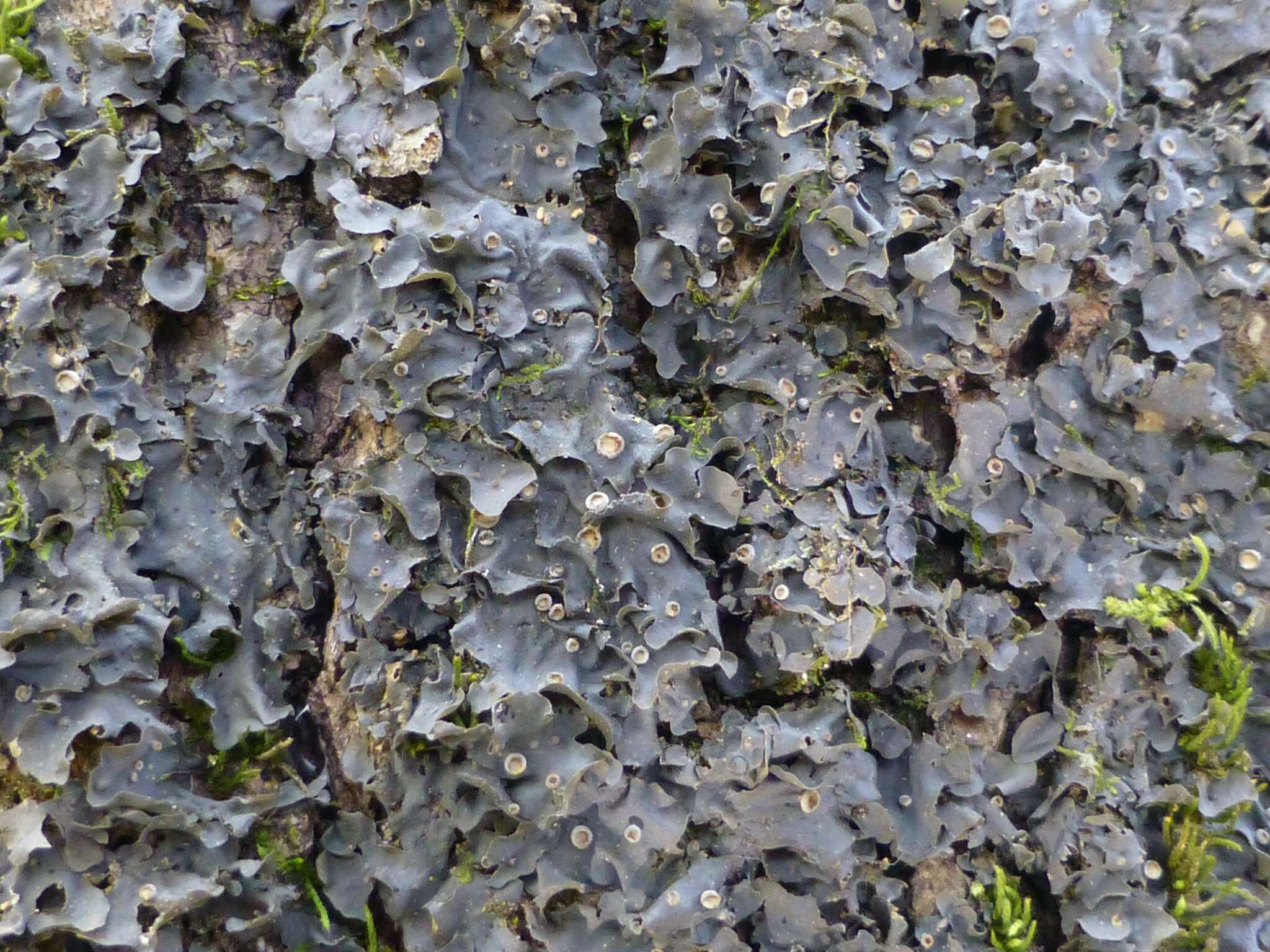 Image of blue skin lichen