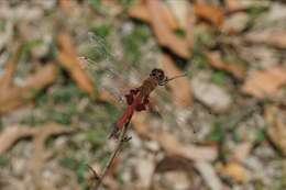 Image of Common Glider