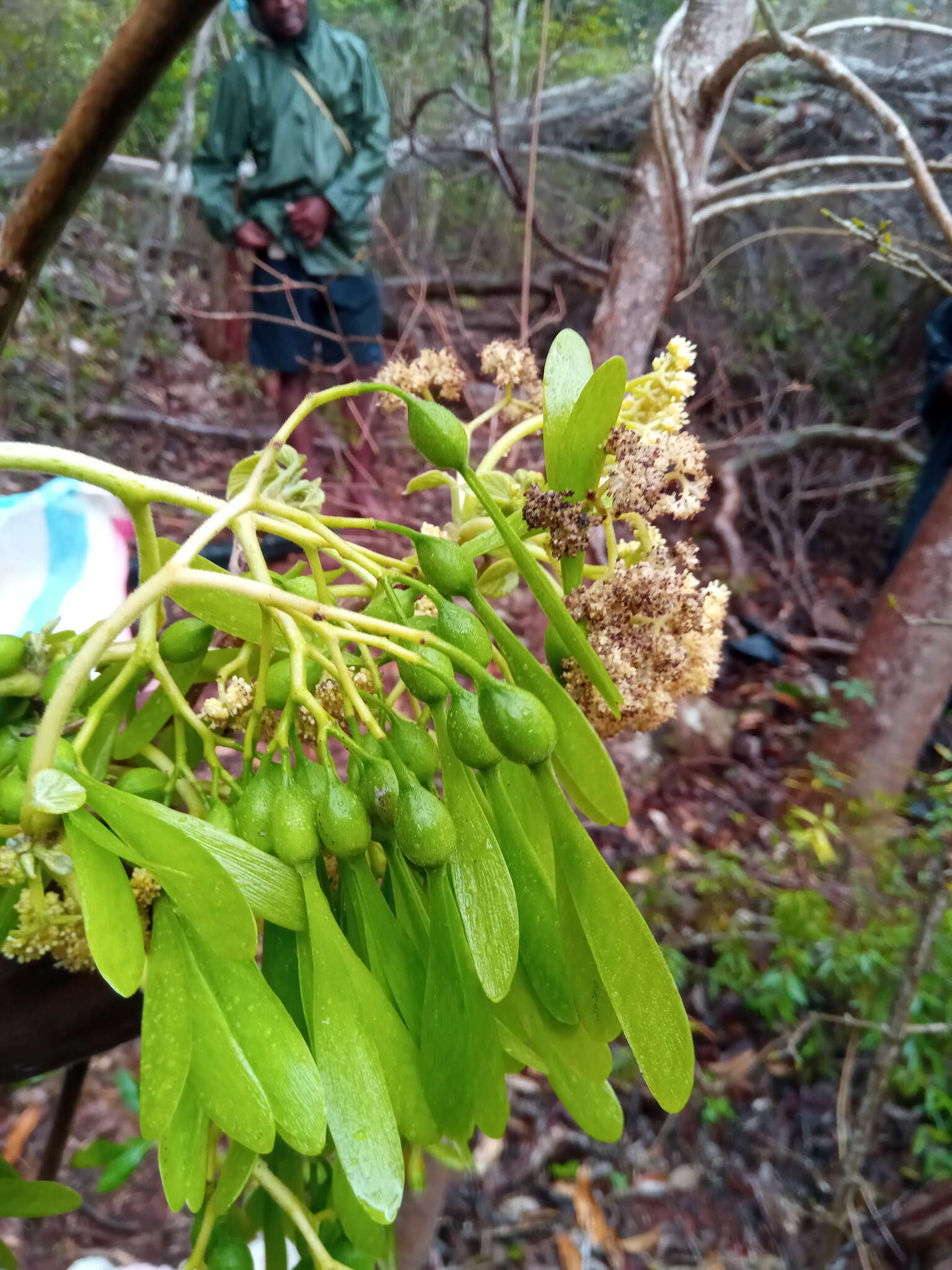 Image of Gyrocarpus