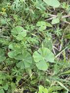 Image of Big-Foot Water-Clover