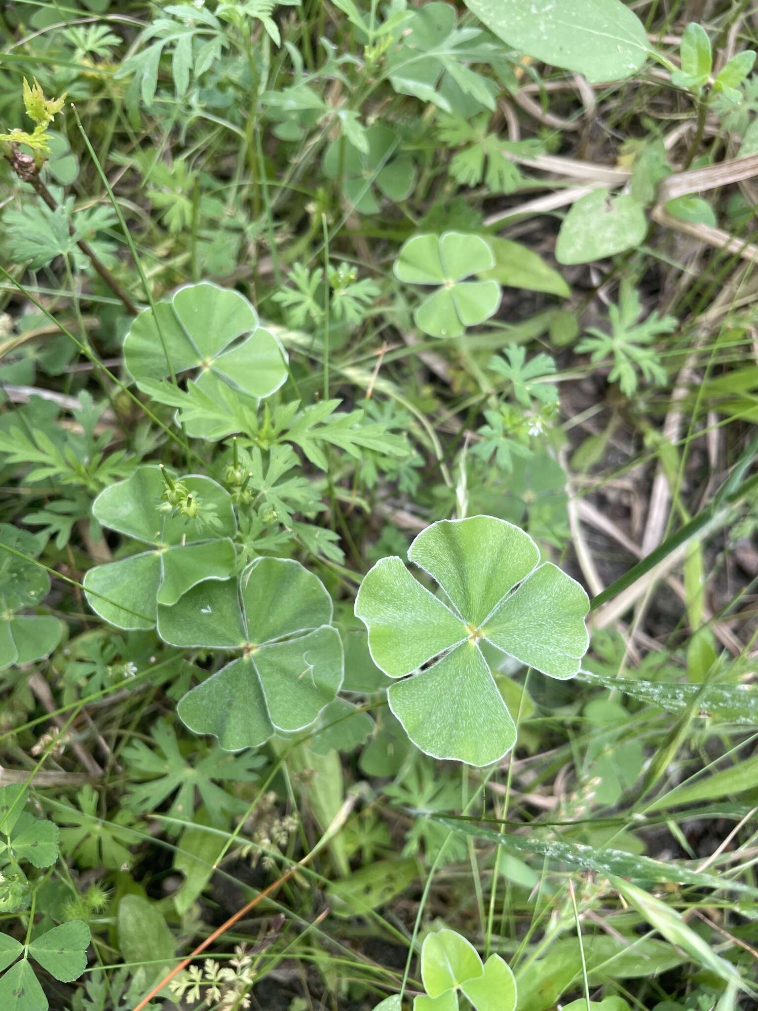 Plancia ëd Marsilea macropoda Engelm. ex A. Br.