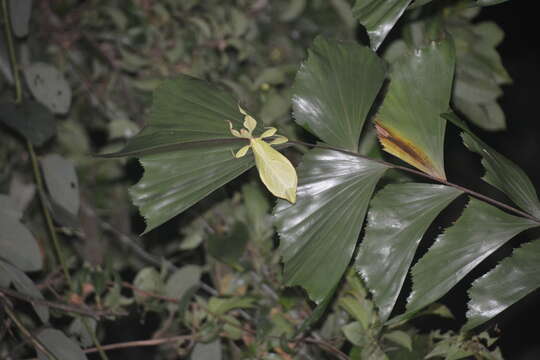 Image of Cryptophyllium chrisangi (Seow-Choen 2017)