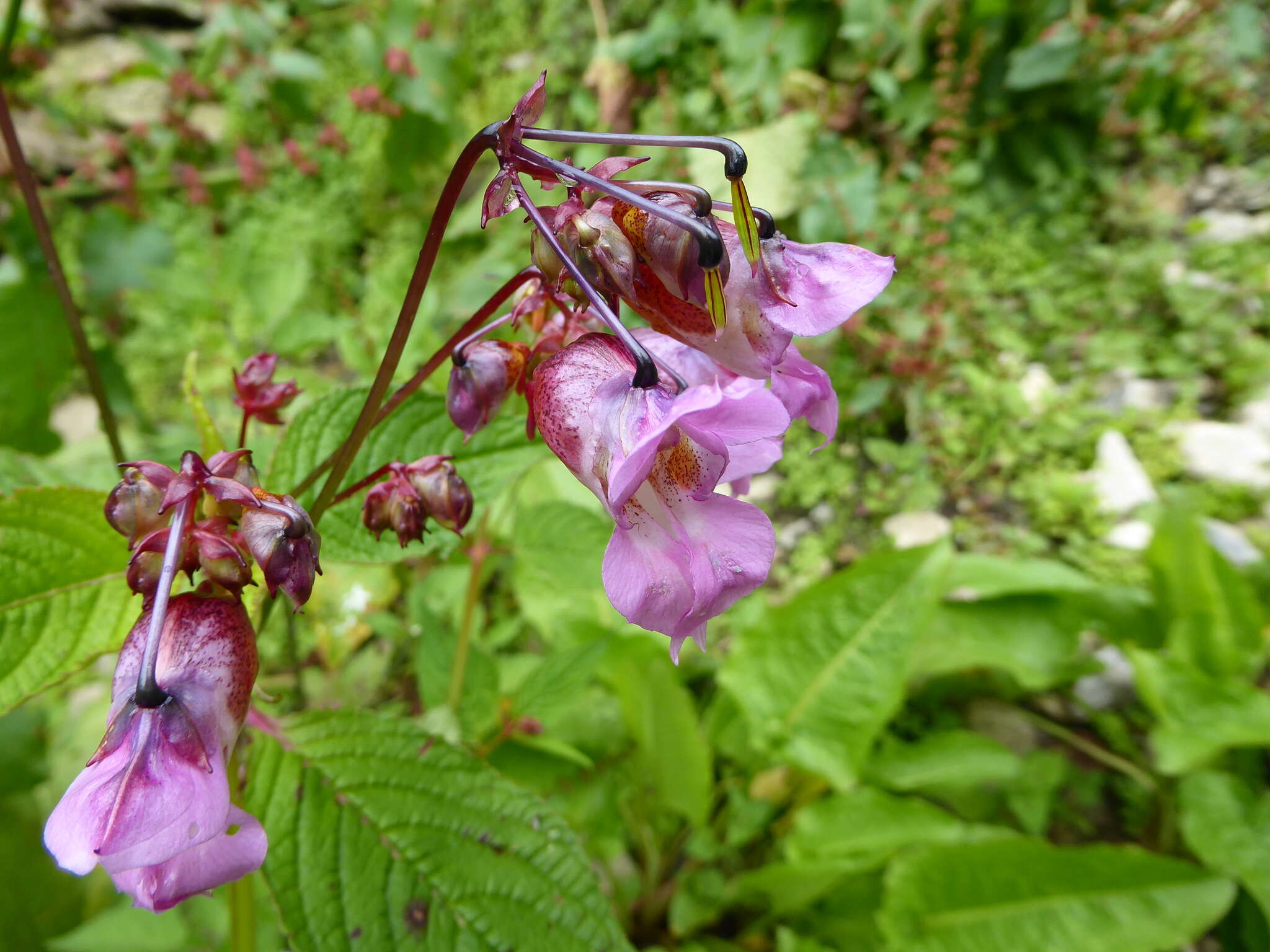 Imagem de Impatiens sulcata Wall.