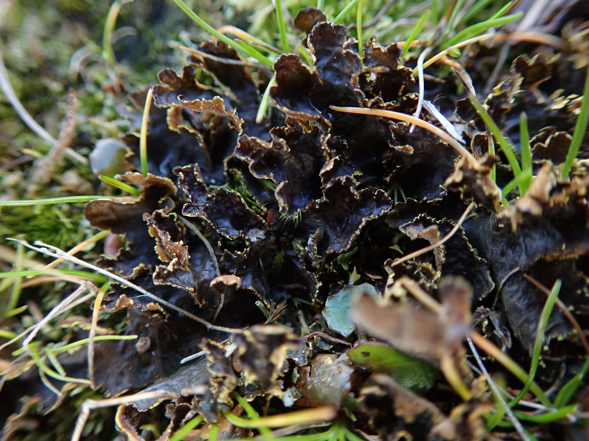 Image de Pseudocyphellaria neglecta (Müll. Arg.) H. Magn.