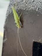 Image of Fast-calling Tree Cricket