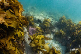 Image of New Zealand black angelfish