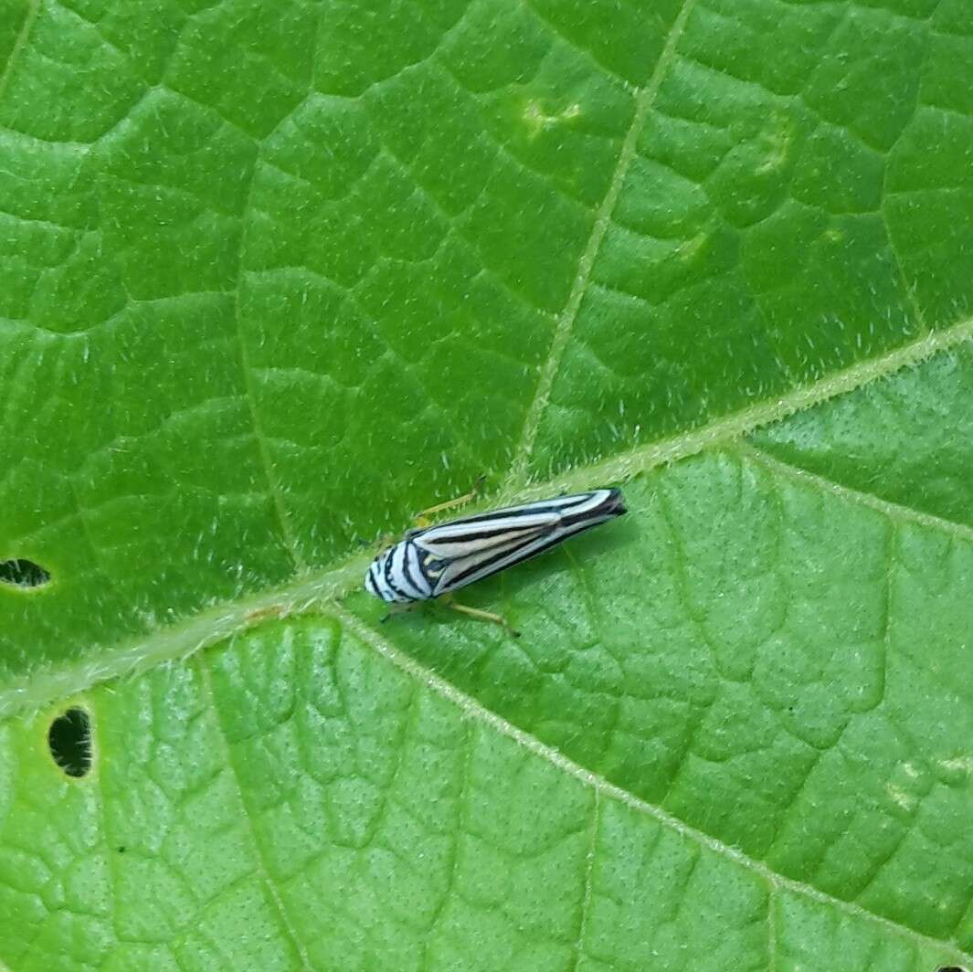 Image of Graphocephala flavovittata Metcalf 1955