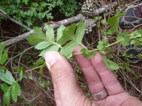 Image of Common Hawthorn