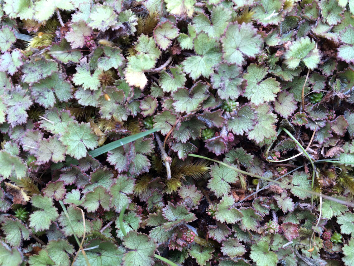 Imagem de Hydrocotyle moschata G. Forster