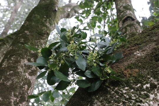 Image of Chilean Laurel