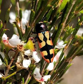 Image of Castiarina pallidiventris (Gory & Laporte 1838)