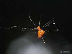 Image of Argyrodes miniaceus (Doleschall 1857)