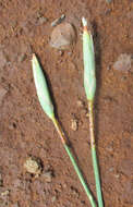 صورة Ferraria glutinosa (Baker) Rendle