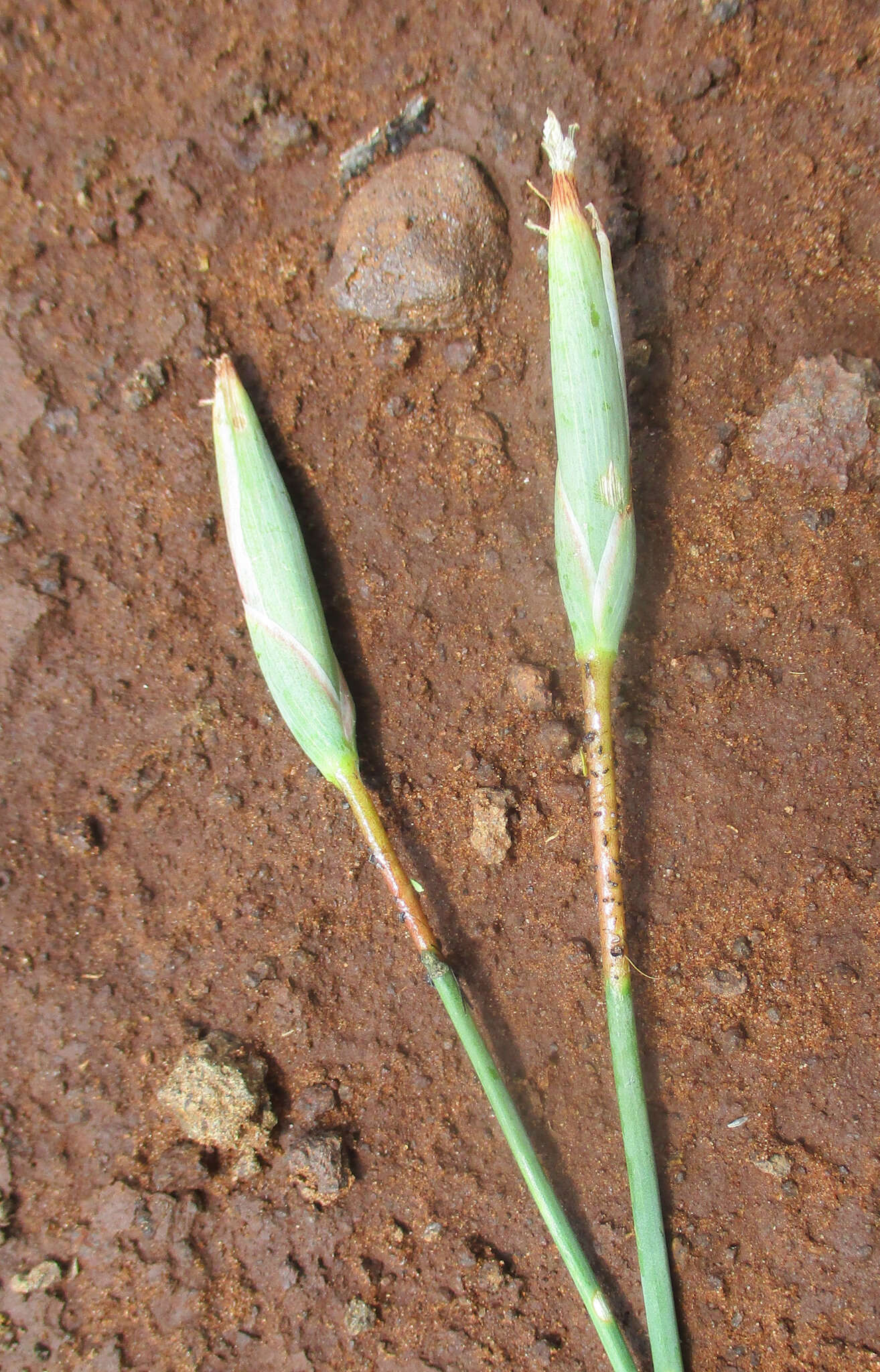 صورة Ferraria glutinosa (Baker) Rendle