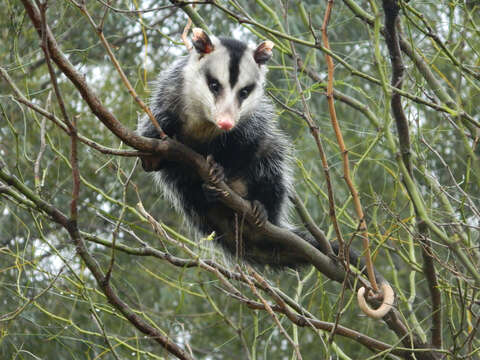 Image of White-eared Opossum