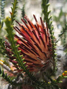 Imagem de Banksia shuttleworthiana (Meissn.) A. R. Mast & K. R. Thiele