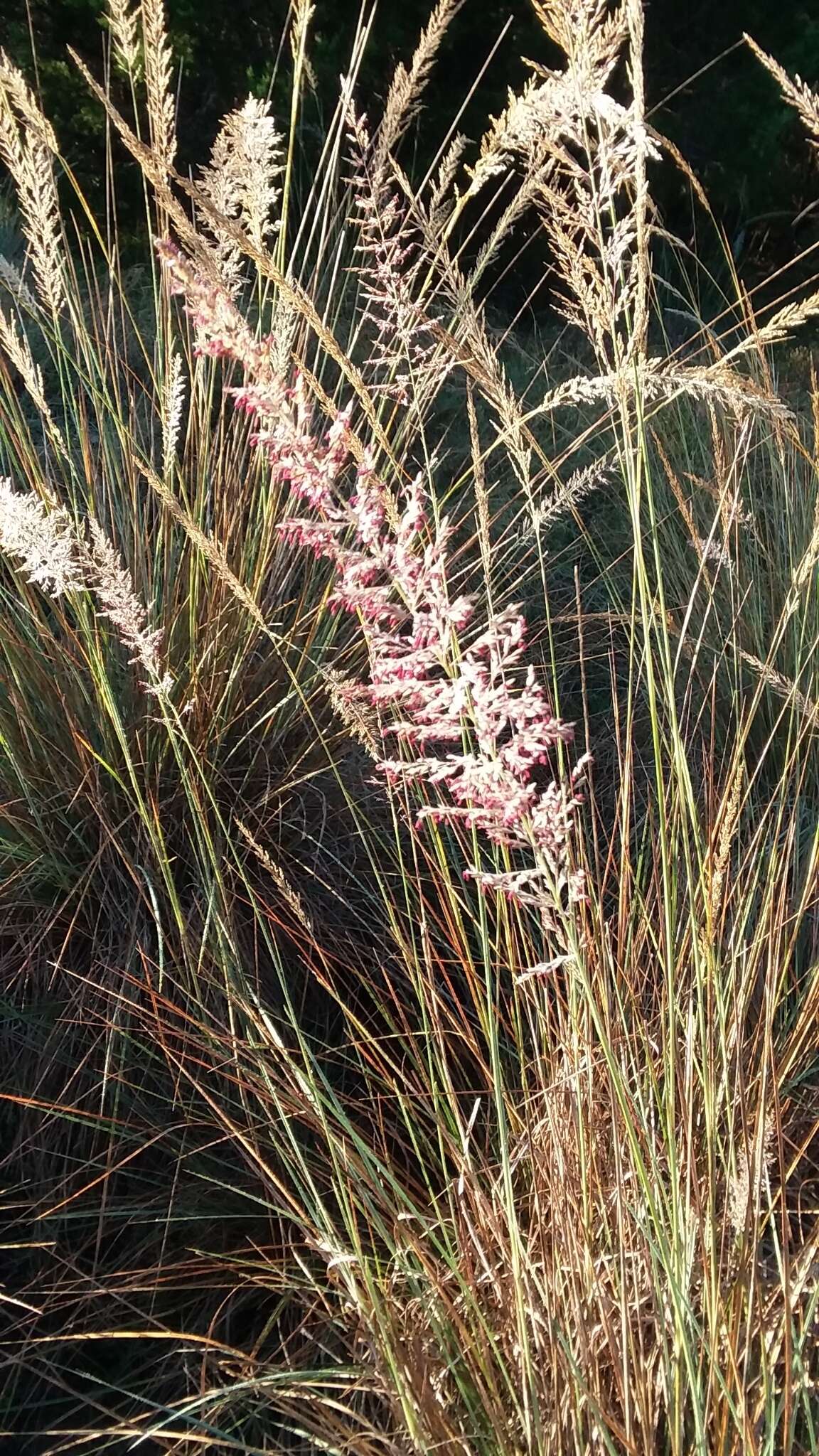 Imagem de Muhlenbergia lindheimeri Hitchc.