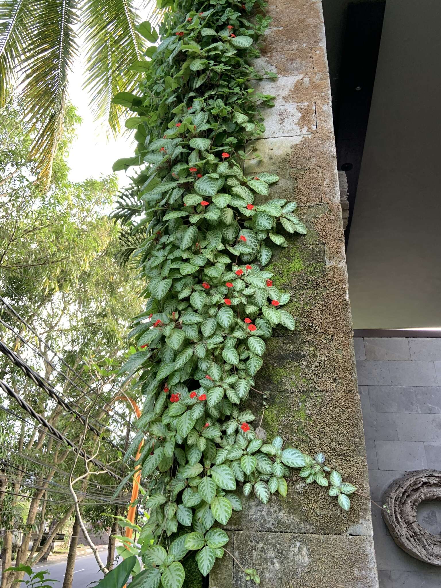 Image de Episcia reptans Mart.